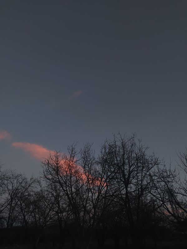 Branches and orange clouds thumbnail