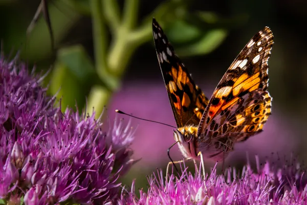 Painted Lady Butterfly feeding in the sunlight thumbnail