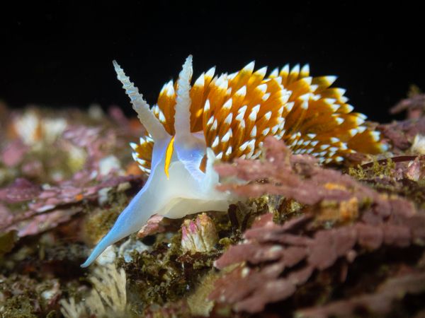 Opalescent nudibranch thumbnail