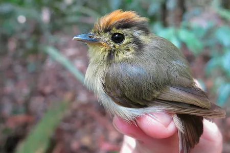 A researcher holds a golden-crowned spadebill in Brazil. Seventy-seven rainforest bird species in the country&nbsp;showed a decrease in body weight over the last four decades.