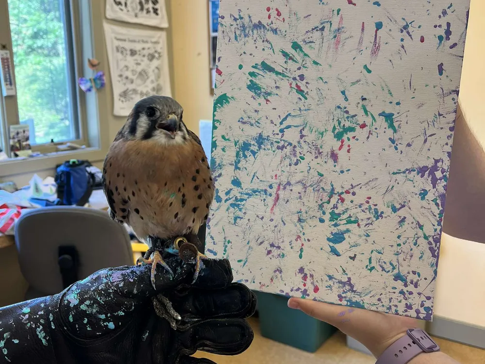 a kestrel (bird of prey) held in gloved hands in front of a painting full of blue, purple and red dots and small streaks