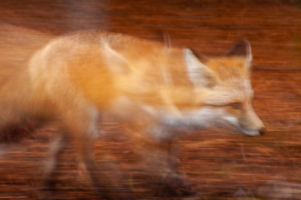Red Tail Fox On The Move thumbnail