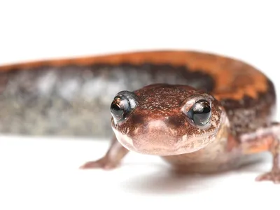 Meet the Eastern Red-Backed Salamander, A Tiny Environmental Hero image