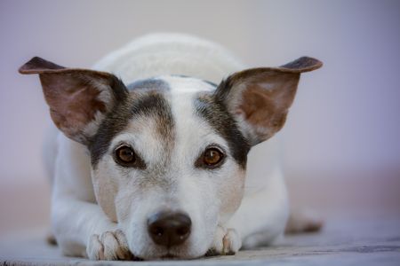 Is this dog smarter than its owner, or "DSTO"?