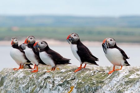 The puffin is one of the many species of birds that contribute to the massive amount of poop covering the arctic every year.