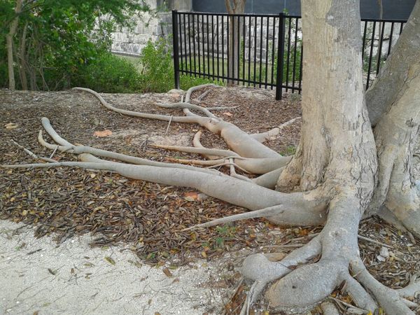 Banyan tree roots thumbnail