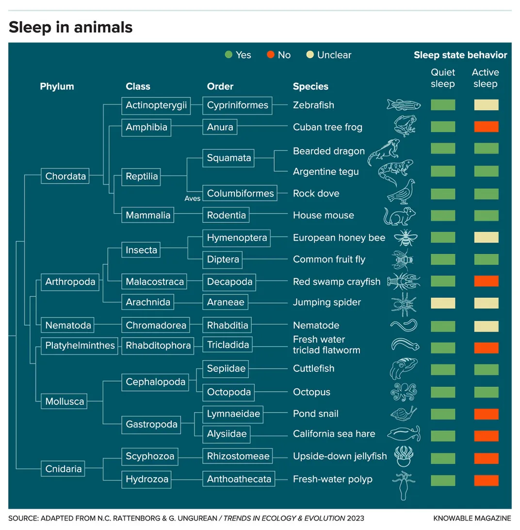 Animal Sleep Graphic