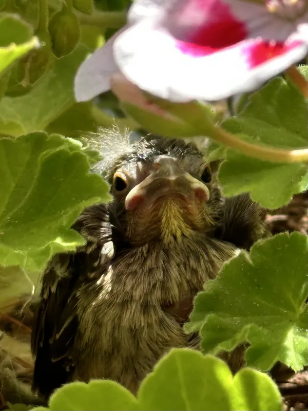 Cowbird Chick Alone in Nest thumbnail