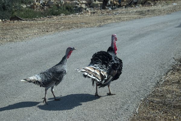 Turkeys on the road  thumbnail