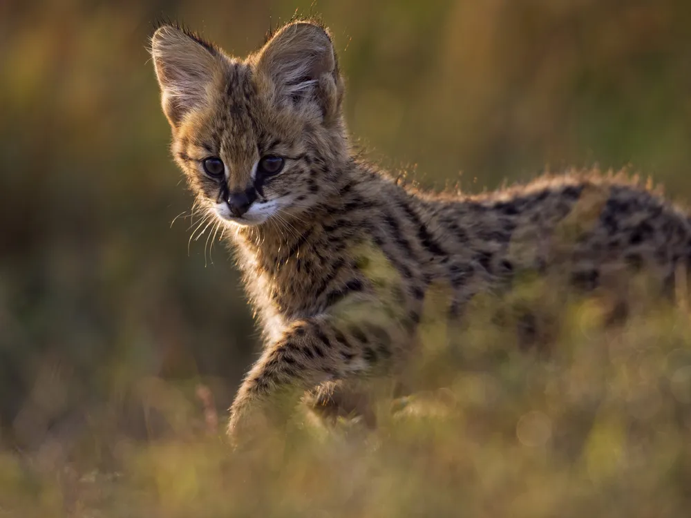 A serval kitten.