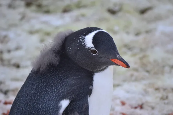Juvenile Penguin thumbnail