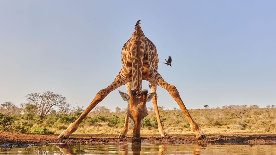 giraffe bends to drink water at the level of the camera