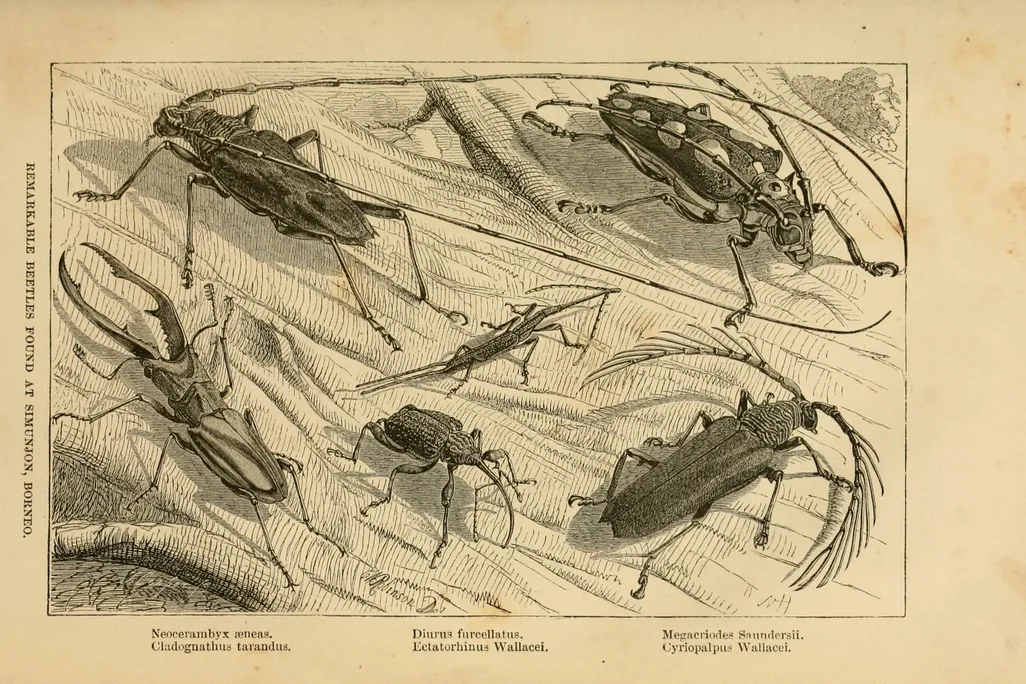 Some of the ‘remarkable beetles’ Wallace collected in Borneo.