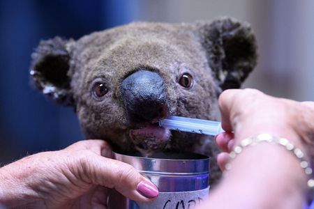 A singed Koala receives treatment for dehydration at the Port Macquarie Koala Hospital earlier this month.