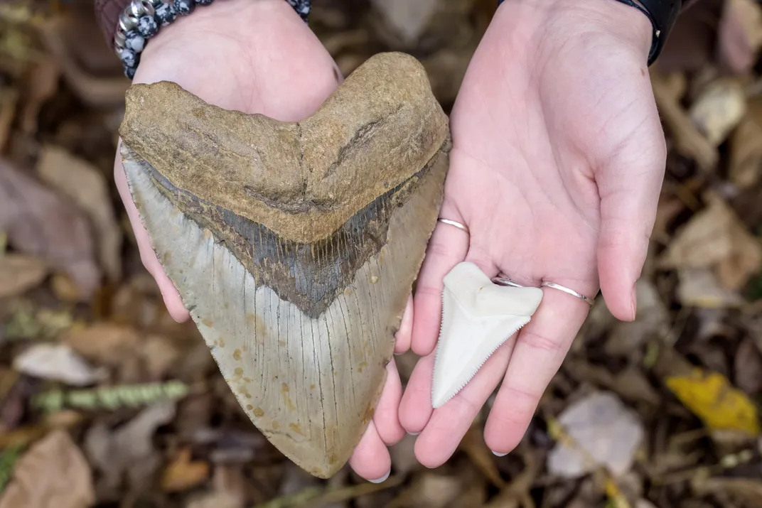 hands hold one giant shark tooth as large as the palm and another two-inch long tooth