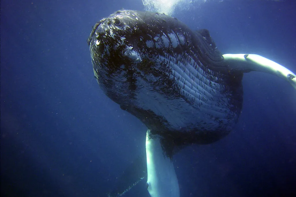 Humpback whale