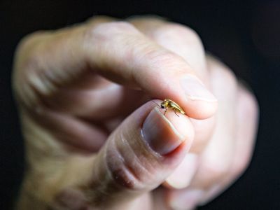 A biologist holds a Bethany Beach firefly, found on a survey in 2019. The dwindling species is now being considered for protection under the Endangered Species Act.