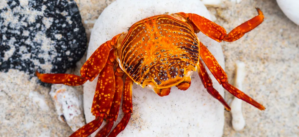  Sally Lightfoot Crab 