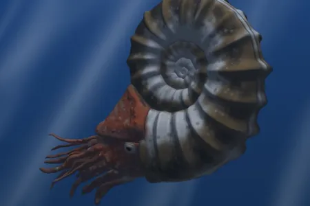 Although ammonoids died out around the same time as most dinosaurs, new computer models are revealing how these marine animals moved through the water. 