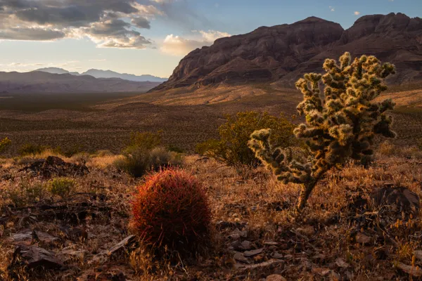 Cactus at sunset thumbnail