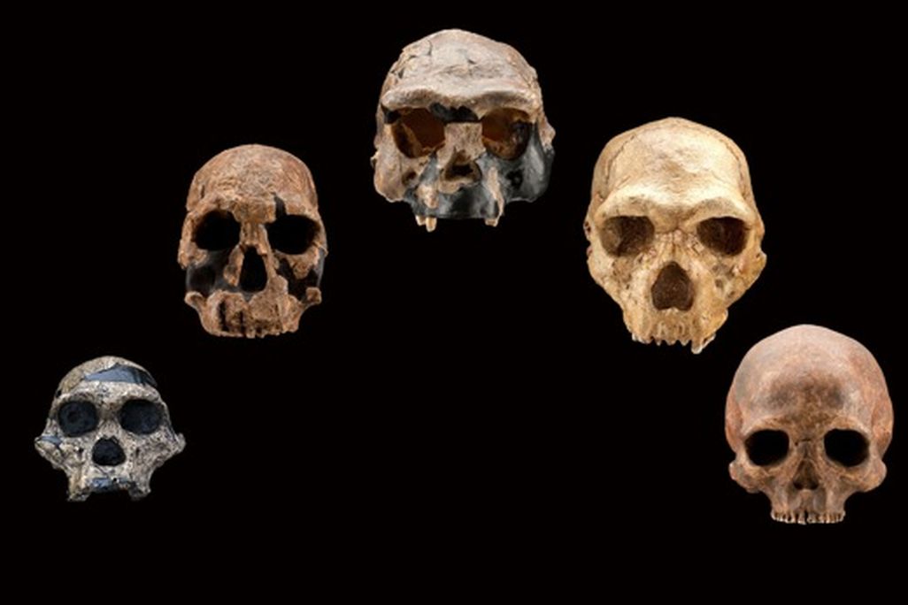 20110520110718skulls_arc_frontal.jpg