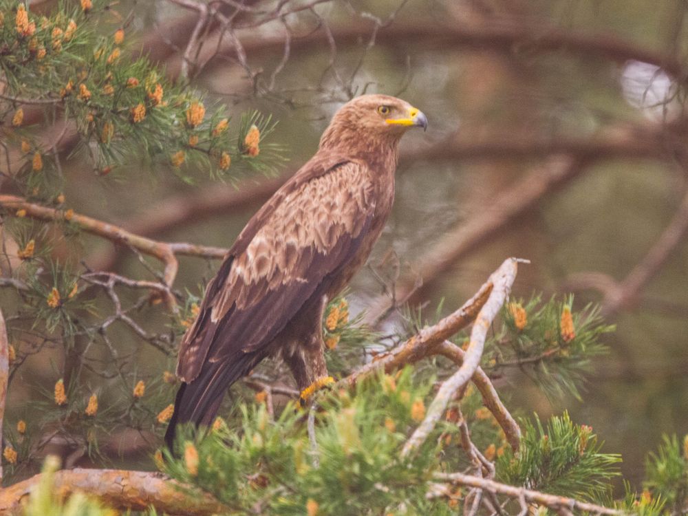 Lesser spotted eagle