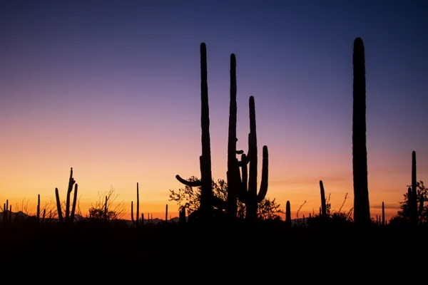 A Sunset over the desert thumbnail