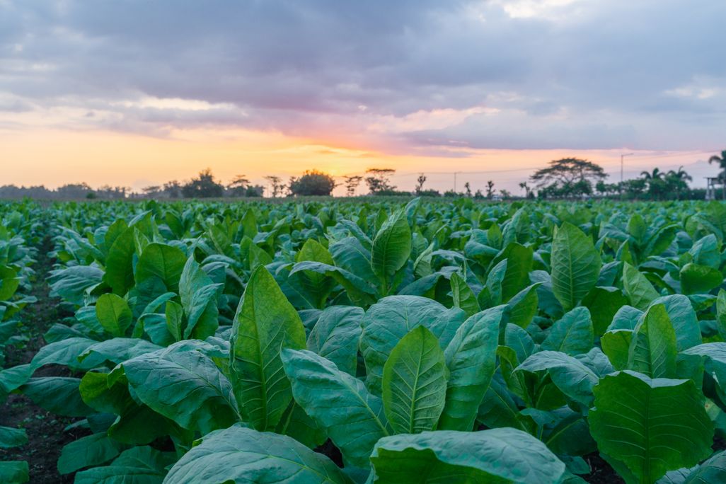 tobacco plants in a field at sunset