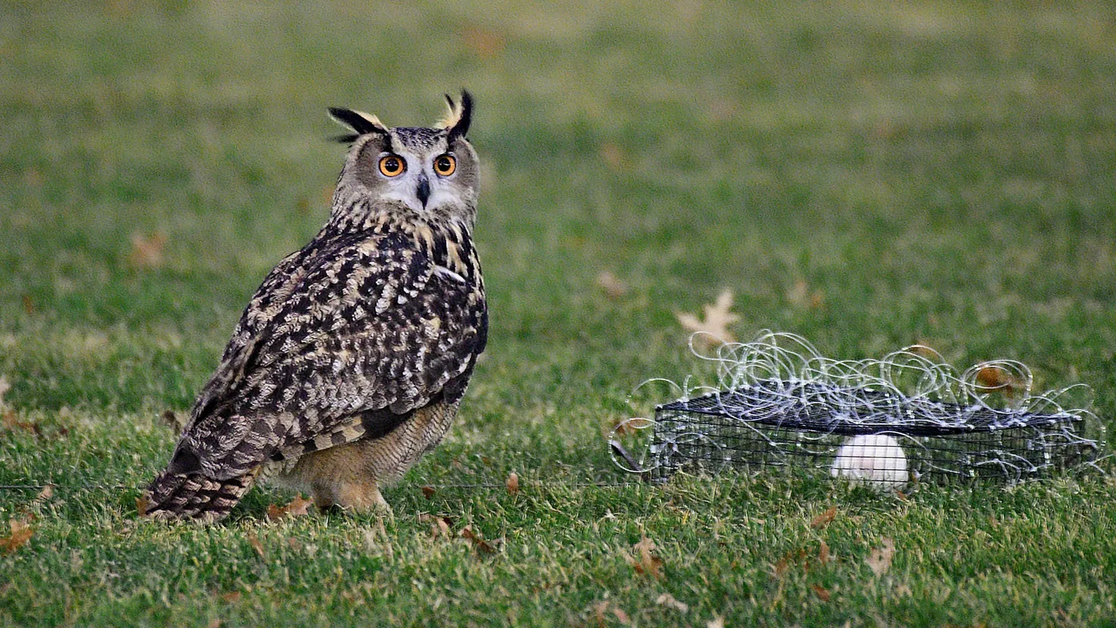 Owl Escapes From Zoo, Becomes a New York Celebrity | Smart News|  Smithsonian Magazine