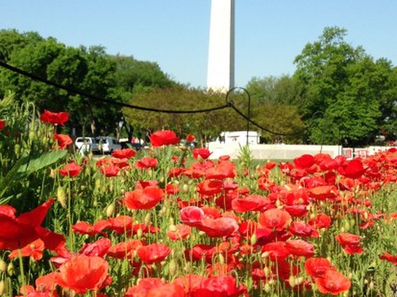 corn_poppies_smithsonian.jpg