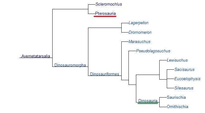 Why a Pterosaur is Not a Dinosaur