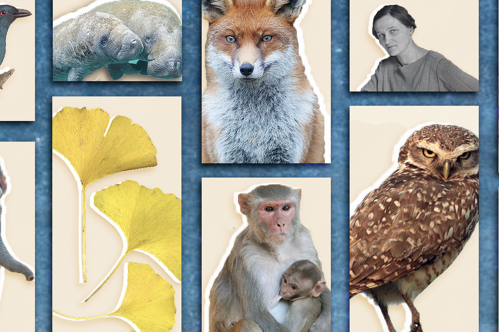 Citizen science (main longform)