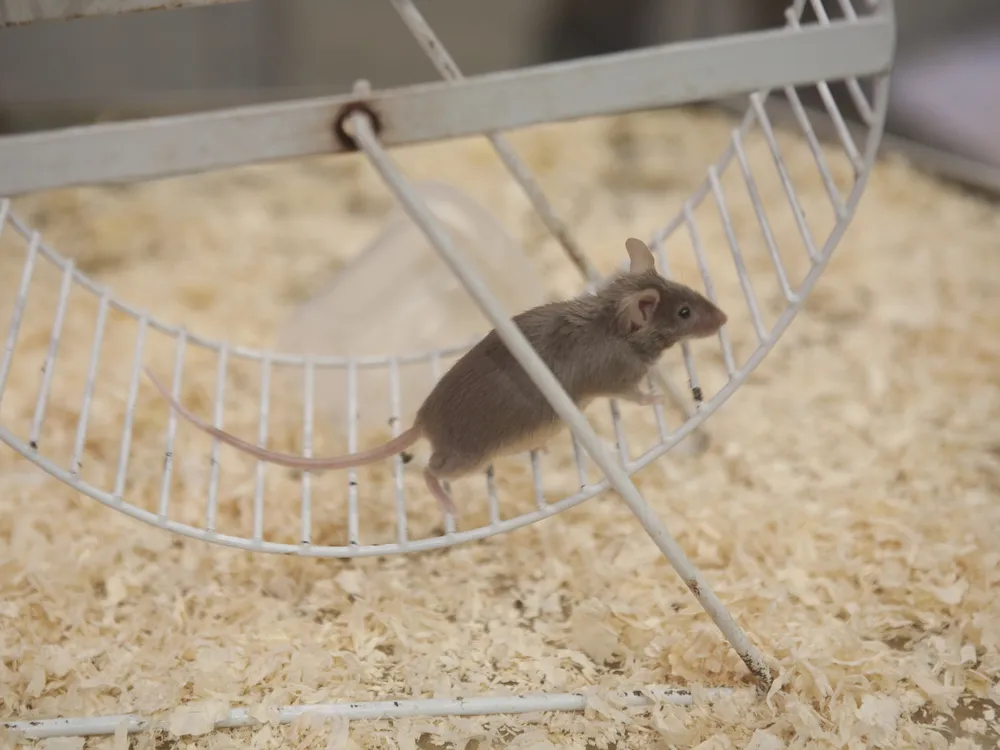 A mouse runs on a wheel