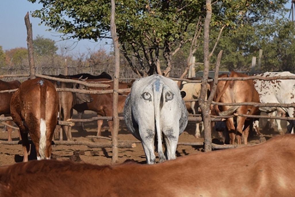 Cow butts