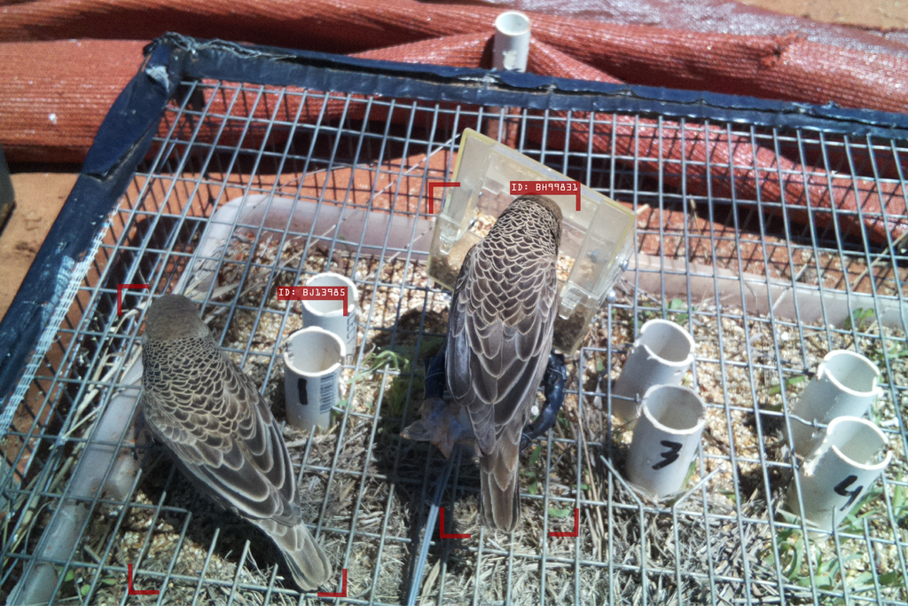 sociable weaver birds