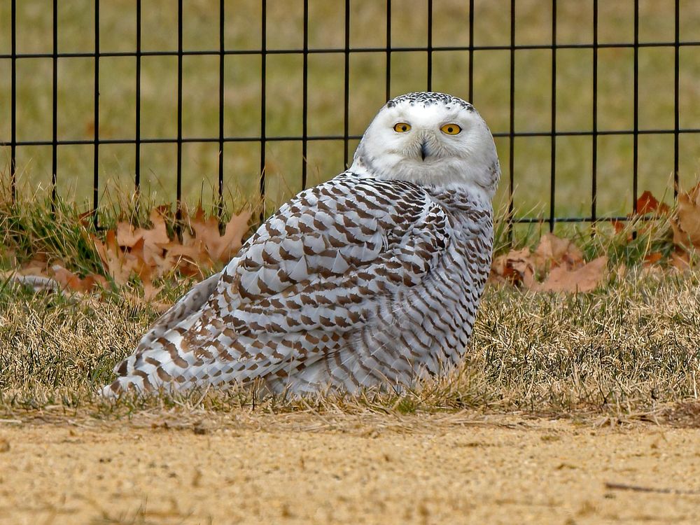 The snowy owl sits in front of a fence on the grass