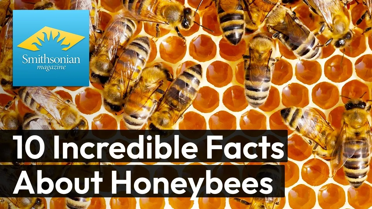 Preview thumbnail for 10 Incredible Facts About Honeybees