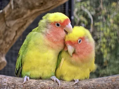 Cuddly lovebirds have come to represent Valentine&#39;s Day, and their name is even used to refer to two people who are infatuated with one another.