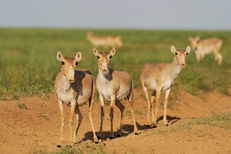 Female saiga at the Black Earth Nature Reserve in Russia in 2009