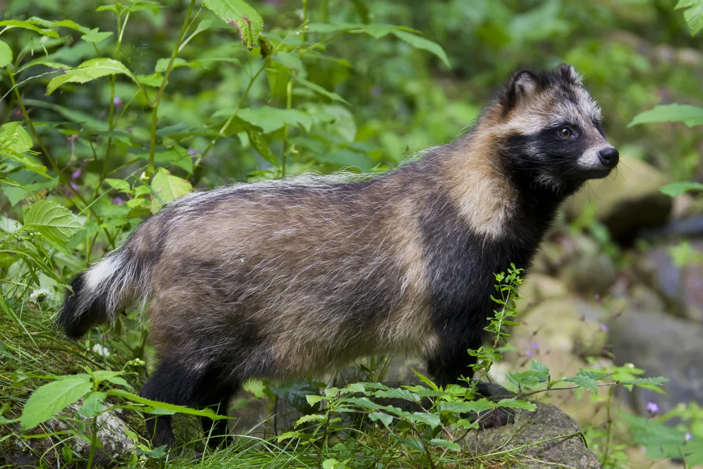 A raccoon dog standing in grass