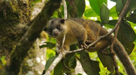 A kinkajou in Costa Rica