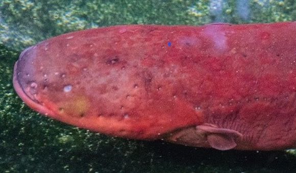 South American rivers are home to at least three different species of electric eels. One species, Electrophorus varii, named after the late Smithsonian ichthyologist Richard Vari, swims through murky, slow-flowing lowland waters. (D. Bastos)