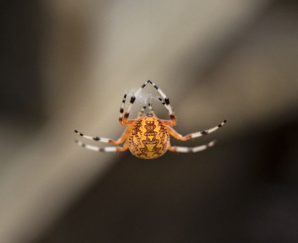 Marbled Orb Weaver Spinning Her Web thumbnail