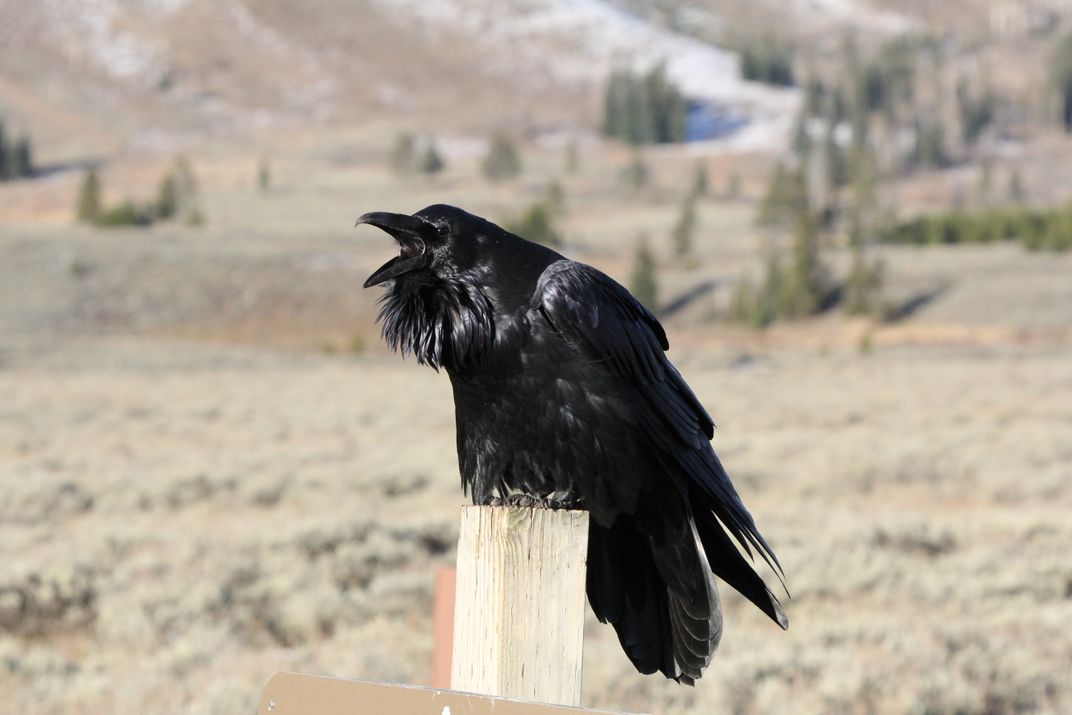 A large black bird with its mouth open