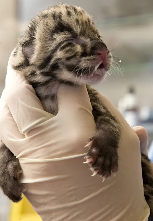 cute clouded leopard cubs