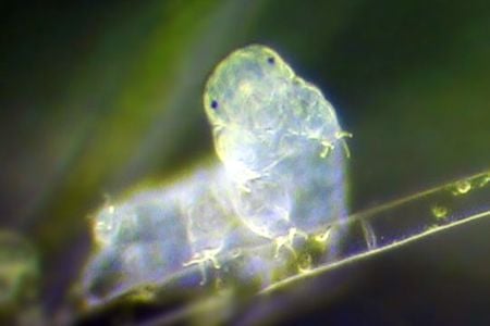 Say hello to the tardigrade, an extreme gene machine.