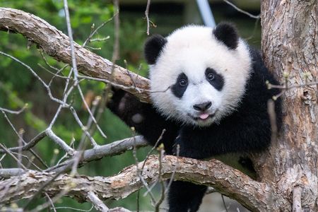 Close-up of giant panda cub Xiao Qi Ji in a tree with his tongue sticking out
