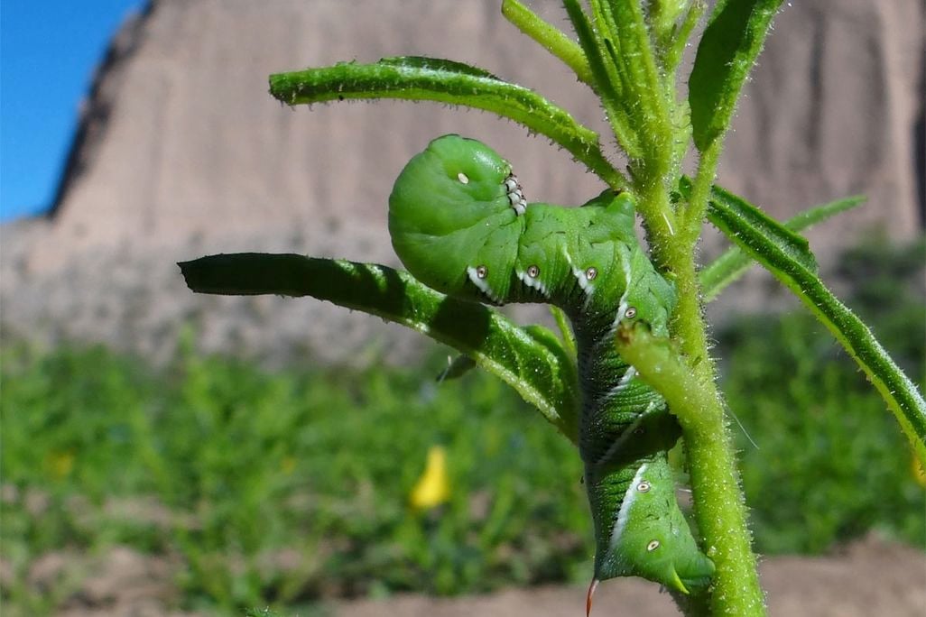 caterpillar.jpg
