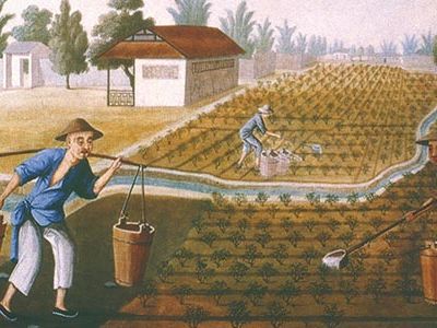 Among botanist Robert Fortune's tasks in China was to learn the procedure for manufacturing tea, as shown in this 18th century tea plantation.