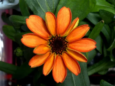 This flower isn't just a pretty face—its the first one ever grown in space.